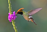 Spangled Coquette