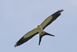 Swallow-tailed Kite