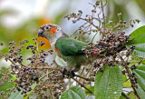 White-breasted Parakeet