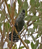 Barred Antshrike