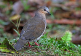 Gray-fronted Dove