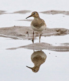 Pectoral Sandpiper