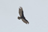 Lesser Yellow-headed Vulture