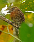 Moustached Puffbird