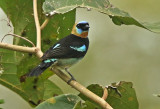 Golden-hooded Tanager