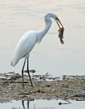 Great Egret