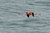 Chilean Flamingo