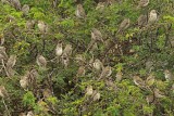 Parrot-billed Seedeater