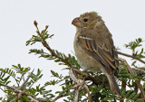 Parrot-billed Seedeater