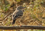 Short-tailed Field-Tyrant