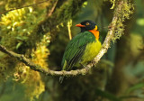 Orange-breasted Fruiteater