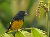 Yellow-bellied Siskin