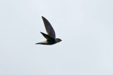 Pale-rumped Swift