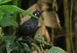 Plumbeous Antbird