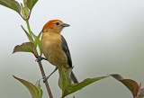 Buff-bellied Tanager