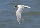 Elegant Tern