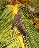 Peruvian Pigeon