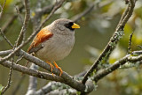 Rufous-backed Inca-Finch