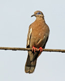 West Peruvian Dove