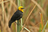 Yellow-hooded Blackbird