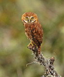 Yungas Pygmy-Owl