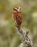 Yungas Pygmy-Owl