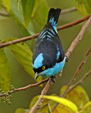 Black-faced Dacnis