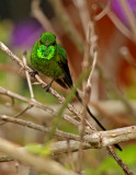 Green-tailed Trainbearer