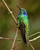 Green Violetear