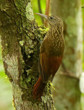 Ocellated Woodcreeper