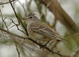 Gray-and-white Tyrannulet