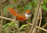 Line-cheeked Spinetail