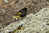 Black Siskin