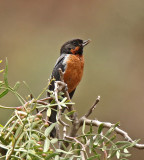 Black-throated Flowerpiercer