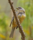 Blue-and-yellow Tanager