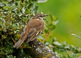 Cream-winged Cinclodes