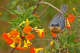 Rusty Flowerpiercer