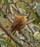 Tawny Tit-Spinetail