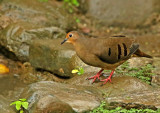 Maroon-chested Ground-Dove