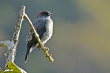 Red-crested Cotinga