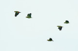 Red-lored Amazon