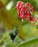 Sapphire-vented Puffleg