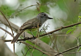 Sooty-crowned Flycatcher