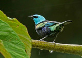 Blue-necked Tanager