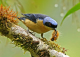 Fawn-breasted Tanager