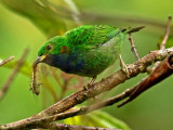Orange-eared Tanager