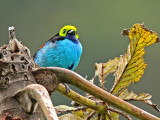 Paradise Tanager
