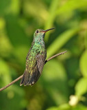 Glittering-throated Emerald