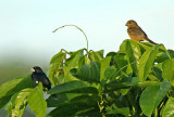 Large-billed Seed-Finch