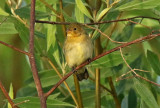 Lesson's Seedeater
